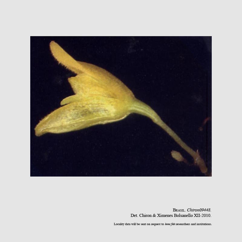 Pabstiella biriricensis